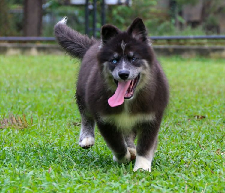 ไซบีเรียน ฮัสกี้ (Siberian Husky) กลาง ไซบีเรียนแท้ เพศหญิง ขนยาวตาสองสี