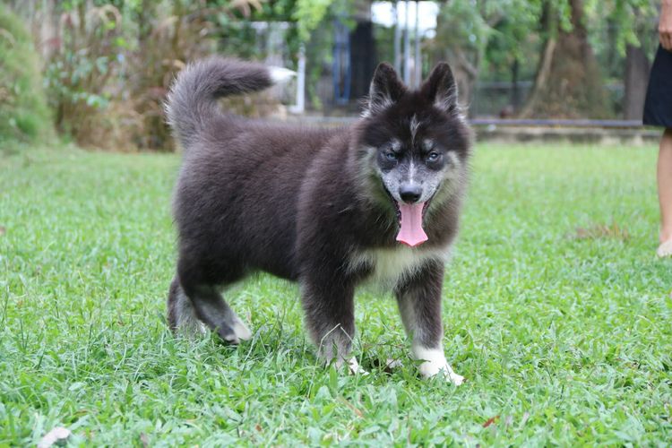 ไซบีเรียนแท้ เพศหญิง ขนยาวตาสองสี รูปที่ 3