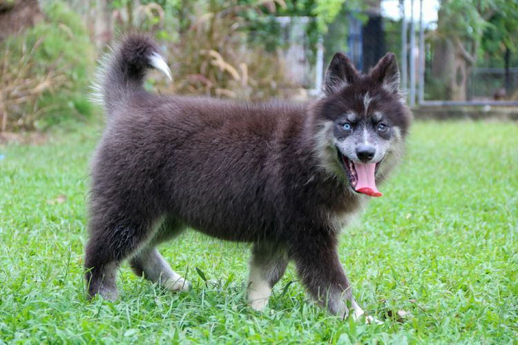 ไซบีเรียนแท้ เพศหญิง ขนยาวตาสองสี รูปที่ 4