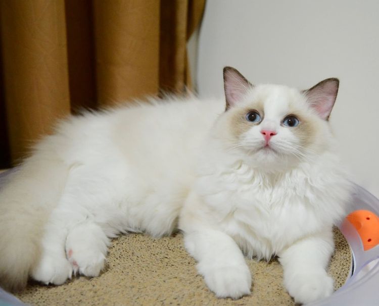 Ragdoll seal bicolor 