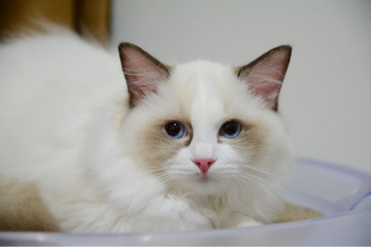 Ragdoll seal bicolor  รูปที่ 2
