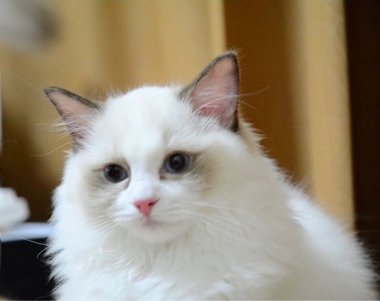 Ragdoll seal bicolor  รูปที่ 3