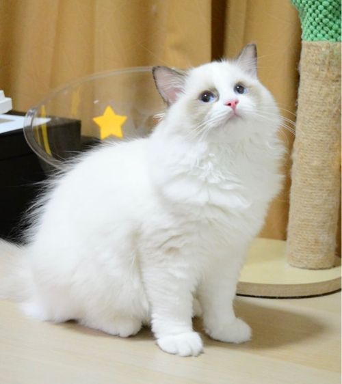 Ragdoll seal bicolor  รูปที่ 4