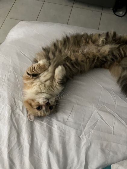 มั้นกิ้น ขาสั้นทั้ง3ครับ คิลคาโล2 รูปที่ 2