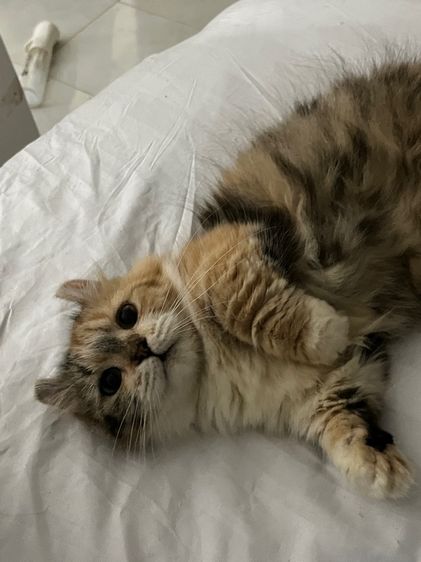 มันช์กิ้น (Munchkin) มั้นกิ้น ขาสั้นทั้ง3ครับ คิลคาโล2