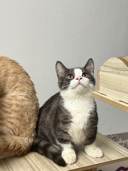 มั้นกิ้น ขาสั้นทั้ง3ครับ คิลคาโล2 รูปที่ 9