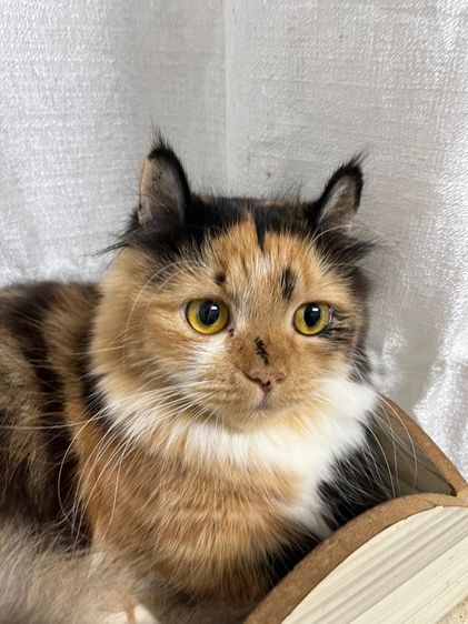 มั้นกิ้น ขาสั้นทั้ง3ครับ คิลคาโล2 รูปที่ 4