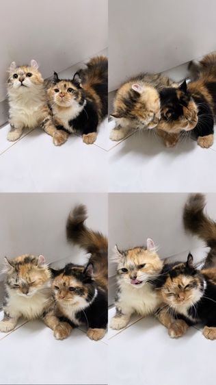 มั้นกิ้น ขาสั้นทั้ง3ครับ คิลคาโล2 รูปที่ 6