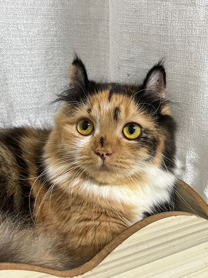 มั้นกิ้น ขาสั้นทั้ง3ครับ คิลคาโล2 รูปที่ 3