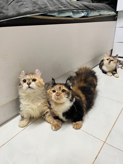 มั้นกิ้น ขาสั้นทั้ง3ครับ คิลคาโล2 รูปที่ 7