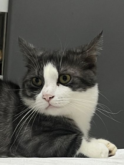 มั้นกิ้น ขาสั้นทั้ง3ครับ คิลคาโล2 รูปที่ 5