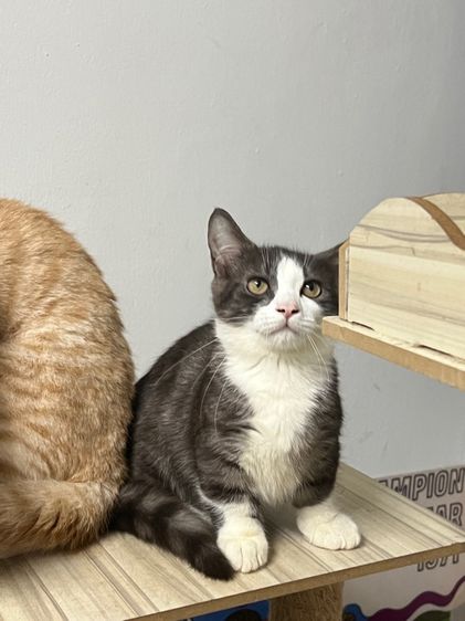 มั้นกิ้น ขาสั้นทั้ง3ครับ คิลคาโล2 รูปที่ 10