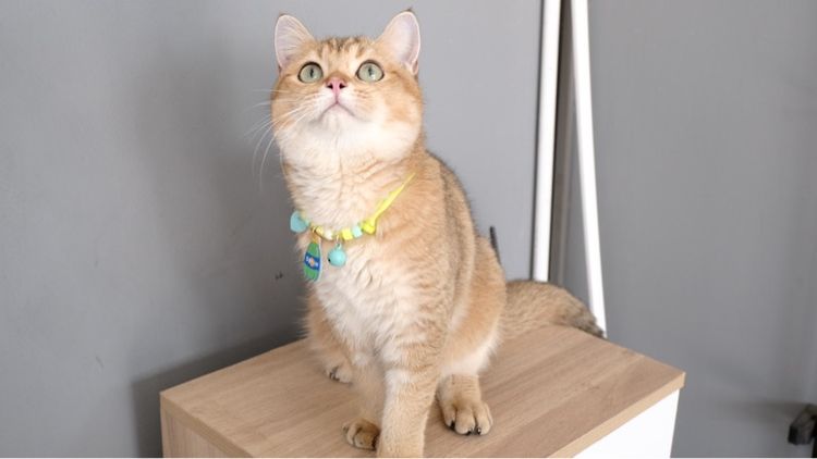 บริติช รูปที่ 12