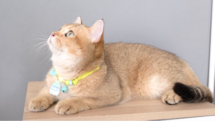 บริติช รูปที่ 9