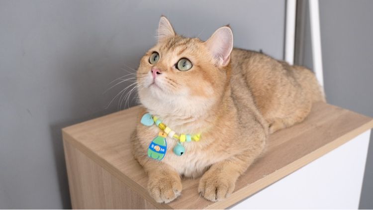 บริติช รูปที่ 5