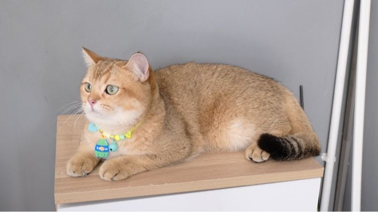 บริติช รูปที่ 3