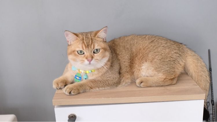 บริติช รูปที่ 7