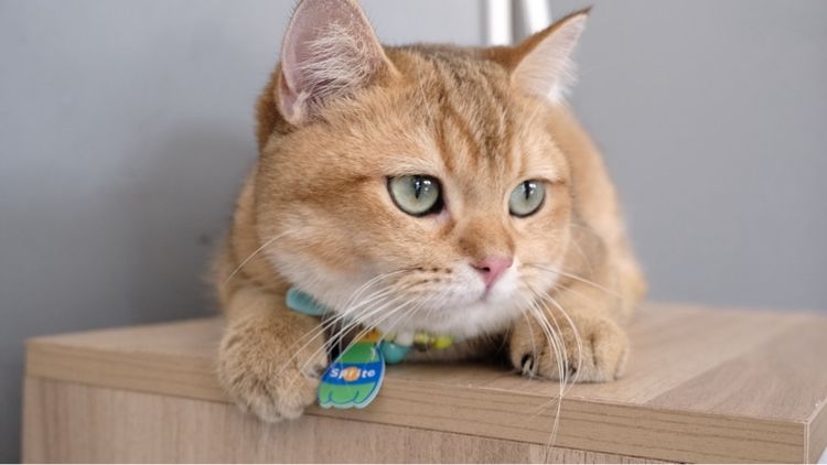 บริติช รูปที่ 10