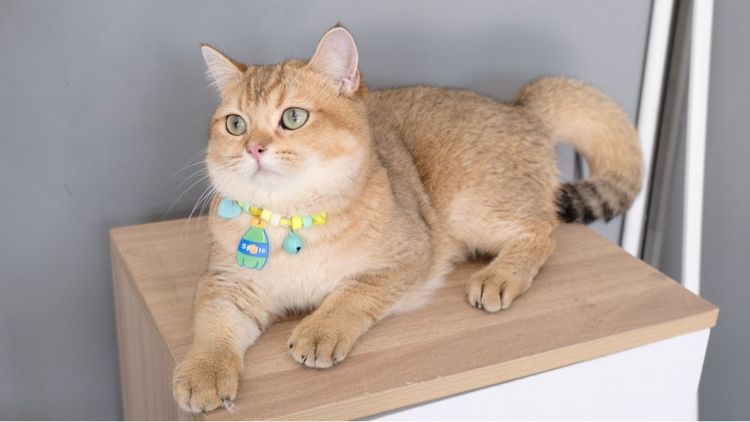 บริติช ชอร์ตแฮร์ (British Shorthair) บริติช