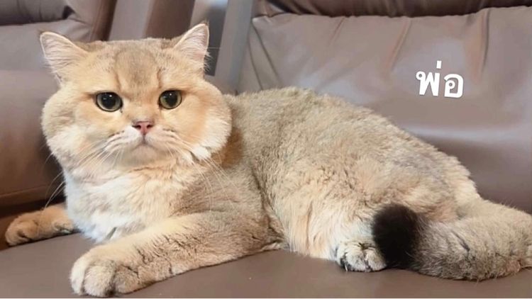 บริติช รูปที่ 14