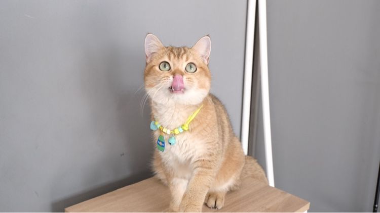 บริติช รูปที่ 11