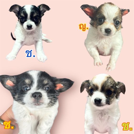 ชิวาวา (Chihuahua) เล็ก ชิวาว่า