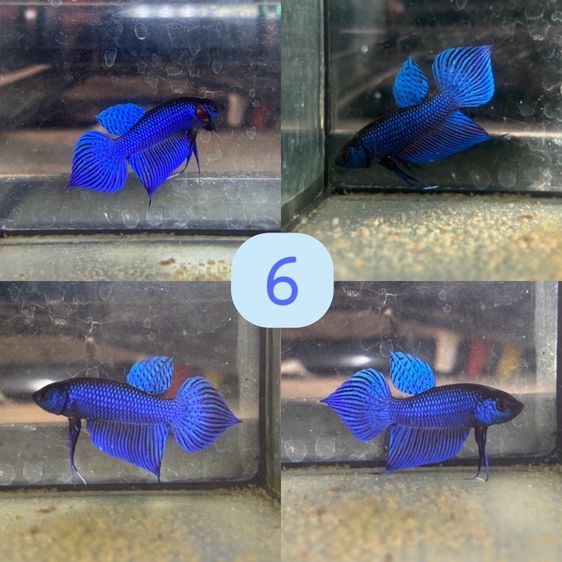 ปลากัด ป่ามหาชัย รูปที่ 8