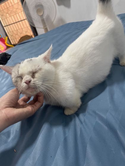 แมวขาสัน Munchkin  รูปที่ 3