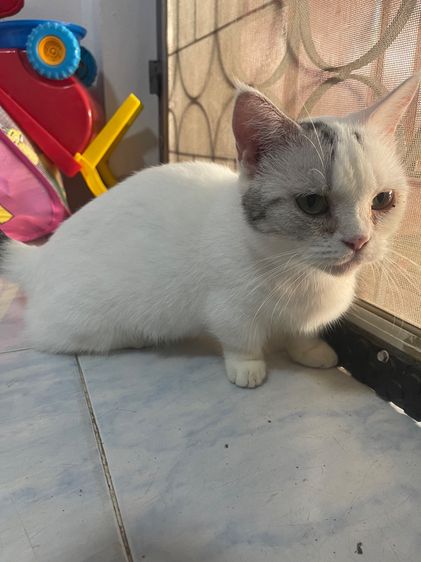 แมวขาสัน Munchkin  รูปที่ 2
