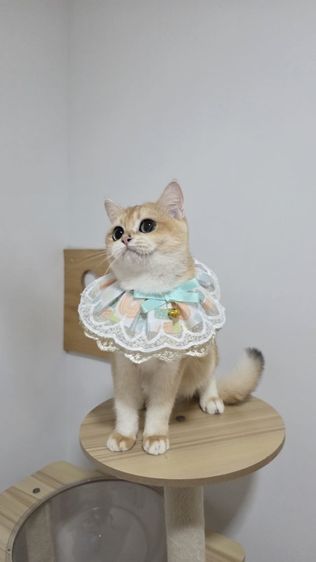 บริติสช็อตแฮร์ NY12 อายุ 7 เดือน รูปที่ 3