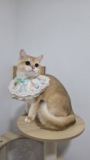 บริติช ชอร์ตแฮร์ (British Shorthair) บริติสช็อตแฮร์ NY12 อายุ 7 เดือน