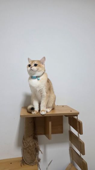 บริติสช็อตแฮร์ NY12 อายุ 7 เดือน รูปที่ 6