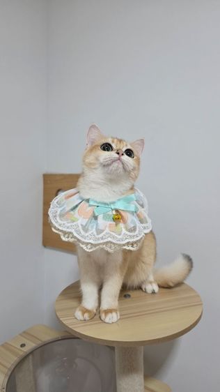 บริติสช็อตแฮร์ NY12 อายุ 7 เดือน รูปที่ 5