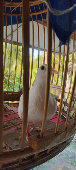 นกเขาใหญ่แฟนซี 3กุก 