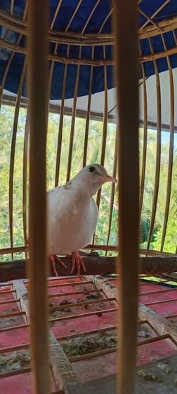 นกเขาใหญ่แฟนซี 3กุก  รูปที่ 2