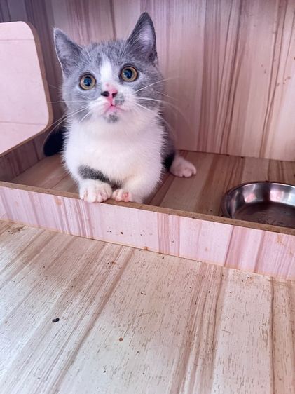 มันช์กิ้นบริติช รูปที่ 3