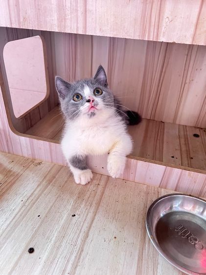 มันช์กิ้นบริติช รูปที่ 5