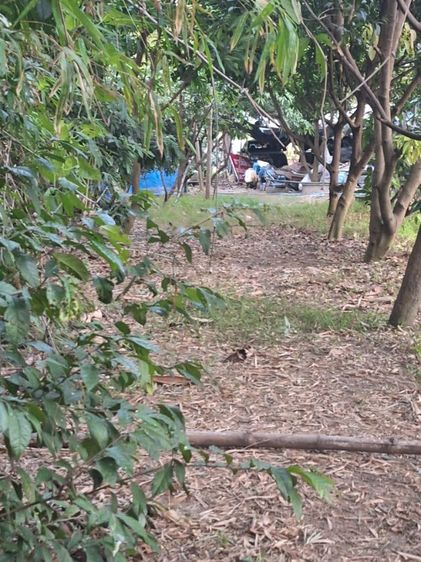 ใช่ ขายที่ดินสวยน้ำไม่ท่วม รูปที่ 3