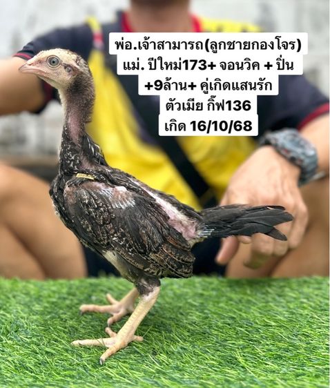 ไก่ชน รูปที่ 4