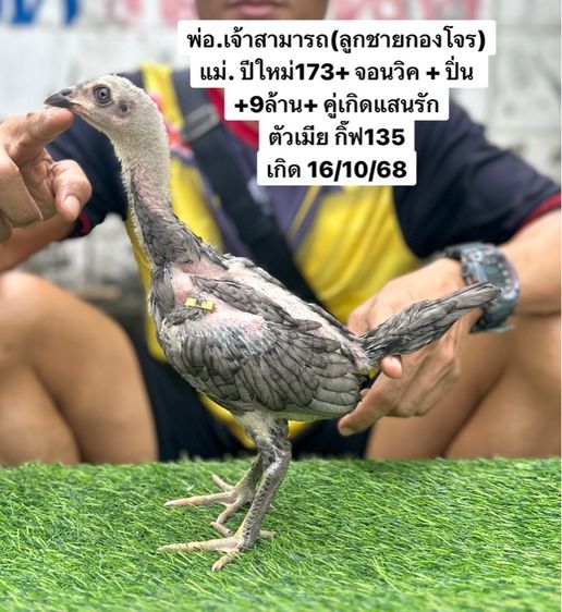 ไก่ชน รูปที่ 3