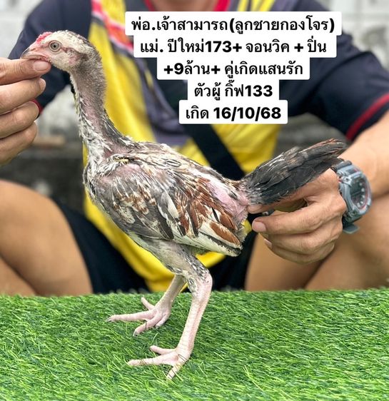 ไก่ชน