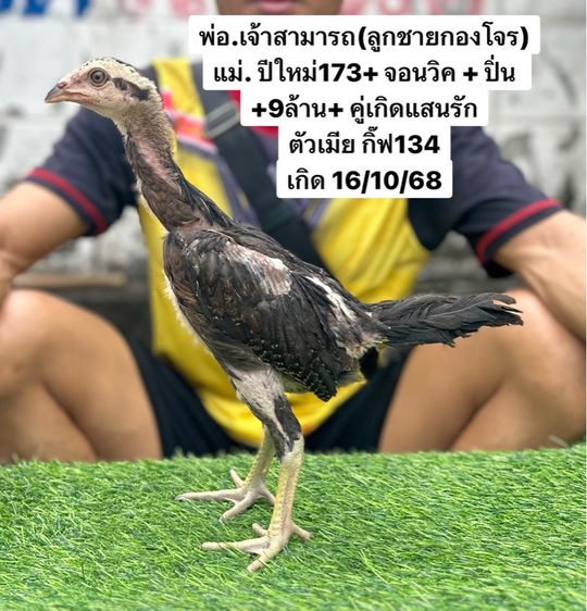 ไก่ชน รูปที่ 2