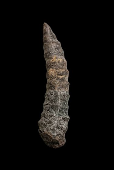 คตหน่อไม้ดำ 