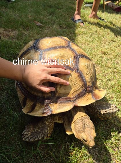 ปล่อยเต่าซูคาต้า สองตัว