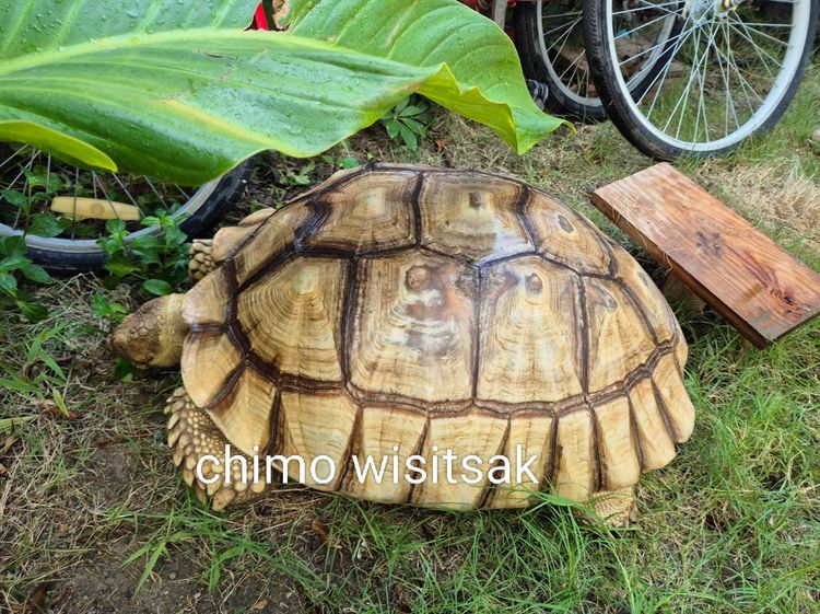 ปล่อยเต่าซูคาต้า สองตัว รูปที่ 3