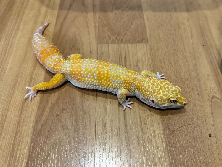 ตุ๊กแกเสือดาวผู้ Tremper Y23  รูปที่ 2