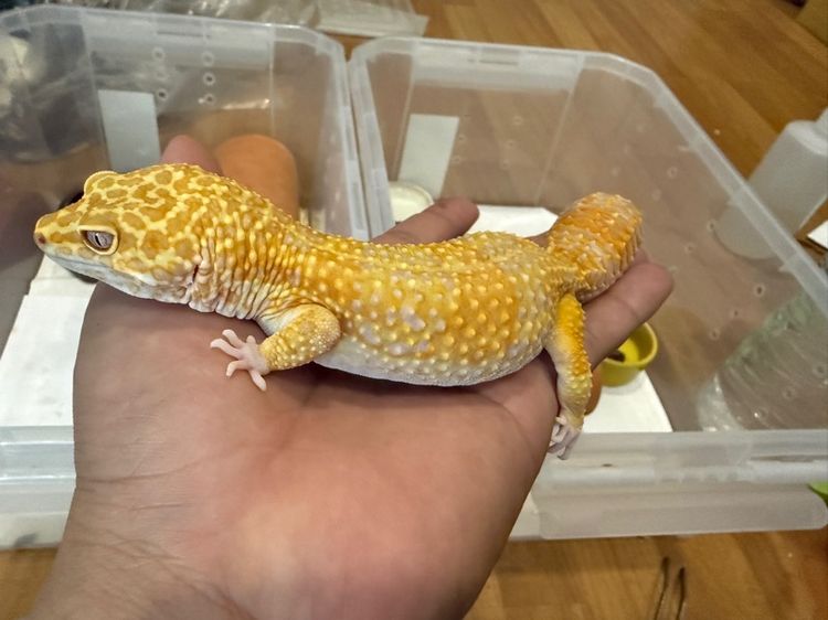 ตุ๊กแกเสือดาวผู้ Tremper Y23  รูปที่ 3