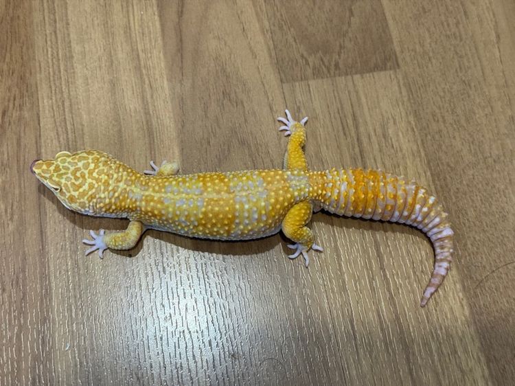 ตุ๊กแกเสือดาวผู้ Tremper Y23 
