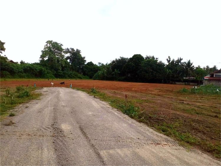 ที่ดิน 1ไร่1งาน รูปที่ 2