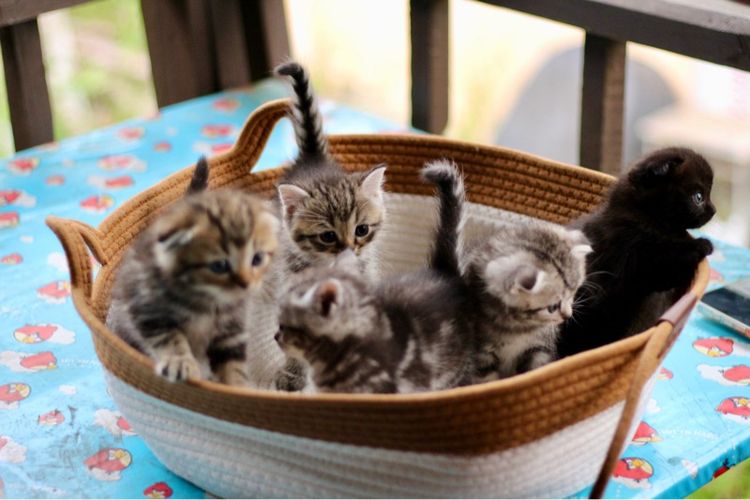 ลูกแมวสก็อตติชโฟลด์แท้ (Scottish Fold) รูปที่ 5